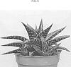 Haworthia%20limifolia%20x%20Haworthia%20pentagona%20%27AMIHAW1616%27