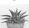 Haworthia%20limifolia%20x%20Haworthia%20pentagona%20%27AMIHAW1616%27