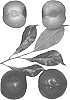 Interspecific%20Prunus%20species%20%27Ebony%20Punch%27