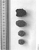 Rubus%20L.%20subgenus%20Rubus%20%27DrisBlackNineteen%27