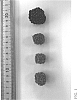 Rubus%20L.%20subgenus%20Rubus%20%27DrisBlackTwenty%27