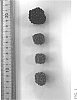Rubus%20L.%20subgenus%20Rubus%20%27DrisBlackTwenty%27