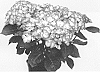 Hydrangea%20macrophylla%20%27Hokomafata%27