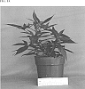 Ipomoea%20batatas%20%28L.%29%20Lam.%20%27NCORNSP-024SCRI%27