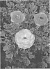 Ranunculus%20cortusifolius%20x%20asiaticus%20%27ROCPEACH%27