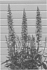 Digitalis%20x%20valinii%20%27Firebird%27