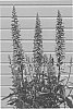 Digitalis%20x%20valinii%20%27Firebird%27