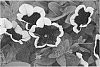 Petunia%20hybrida%20%27KLEPH18130%27