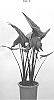Alocasia%20zebrina%20%27ESAL1801%27