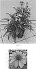 Echinacea%20x%20hybrida%20%27Balsomotan%27