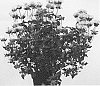 Monarda%20Hybrid%20%27Monbebr%27
