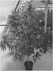 Cannabis%20plant%20named%20%27EREZ%27