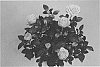 Rosa%20hybrida%20%27KORpot080%27