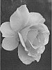 Rosa%20hybrida%20%27ALTland%27