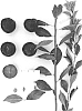 Prunus%20salicina%20%27Suplumfiftyseven%27