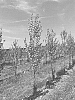 Styrax%20japonicus%20%27SJMTF%27