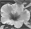 Hibiscus%20rosa-sinensis%20%27JBG%2014003%27