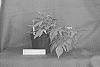 Ipomoea%20batatas%20%28L.%29%20Lam.%20%27NCORNSP-025SCK%27