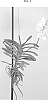 Vanda%20spp.%20Jones%20ex%20R.%20Br.%20%27SPCDW1812%27