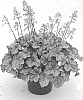 Heuchera%20hybrid%20%27Shimmer%27