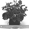 Rosa%20hybrida%20%27WEKebtigrad%27
