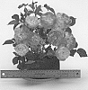 Rosa%20hybrida%20%27WEKjucistwe%27
