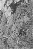 Acer%20palmatum%20var.%20dissectum%20%27MONFRICK%27
