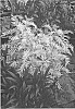Sorbaria%20sorbifolia%20%27COUSORB05%27