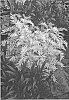 Sorbaria%20sorbifolia%20%27COUSORB05%27