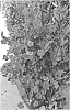 Mandevilla%20hybrida%20%27MOGI%20TWO%27