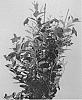 Mandevilla%20hybrida%20%27MOGI%20ONE%27