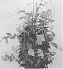 Mandevilla%20hybrida%20%27MOGI%20THREE%27