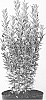 Euonymous%20japonicus%20%27WHITE%20SPIRE%27