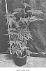 Cannabis%20hybrid%20%27HOLY%20CRUNCH%27