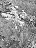 Rheum%20rhabarbarum%20L.%20%27GARrusarsabzar%27