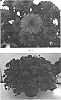 Chrysanthemum%20x%20morifolium%20%27CIFZ0071%27