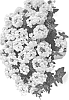 Verbena%20hybrida%20%27DVERVNWHI%27