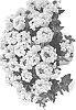Verbena%20hybrida%20%27DVERVNWHI%27