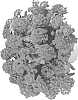 Verbena%20hybrid%20%27DVERVAVL%27