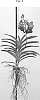 Vanda%20spp.%20Jones%20ex%20R.%20Br.%20%27SPCDW1801%27