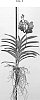 Vanda%20spp.%20Jones%20ex%20R.%20Br.%20%27SPCDW1801%27