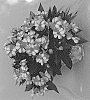Impatiens%20hawkeri%20%27Dongimpetresta%2019%27