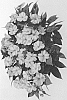 Impatiens%20hawkeri%20%27DIMPSHABO%27