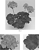 Pelargonium%20x%20hortorum%20%27TOSTD0460%27