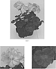 Pelargonium%20x%20hortorum%20%27TOSTC0258%27