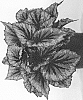 Begonia%20rex-cultorum%20%27BDICM02-0%27