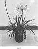 Agapanthus%20praecox%20%27Shona%27