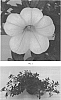 Calibrachoa%20hybrida%20%27CBRZ0017%27