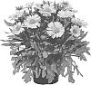 Gaillardia%20grandiflora%20%27GHOMO07-0%27