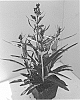 Penstemon%20barbatus%20x%20heterophyllus%20%27Dopenspriscarl%27